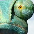 Az Animáció Világnapja tiszteletére egy modernkori közönségkedvenc képei mozognak; a Rango az animációs túlkínálat idején is megtalálta az útját a sikerhez. BTW: Manoeye a LeCool címlapján + interjú! &nbsp; &nbsp;...