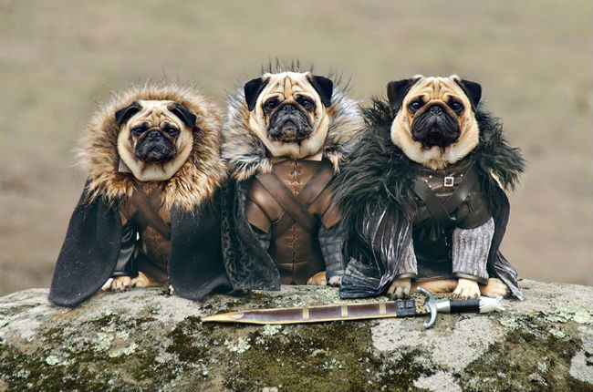 game of thrones pugs