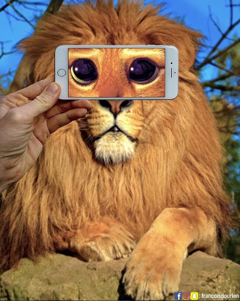lion cat