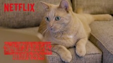 Netflix Employees Cats React Stranger Things Digital Exclusive Netflix