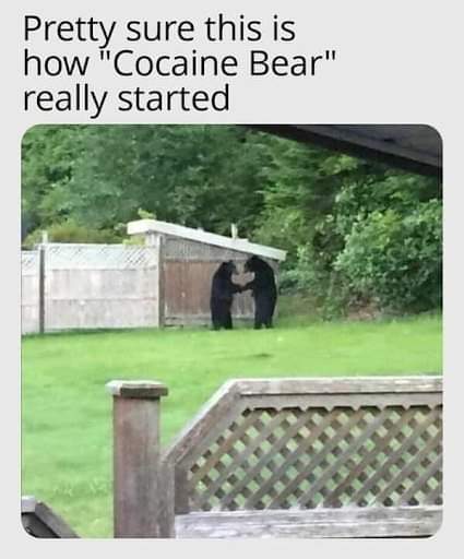 c bear