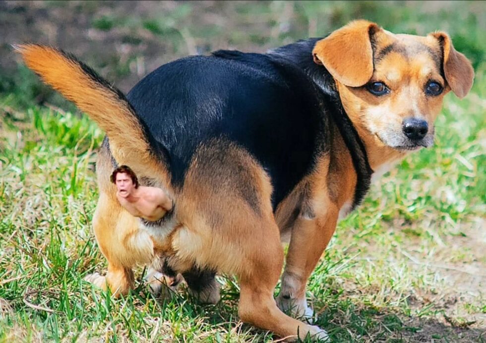 A hét röhögései (576.) 42 kutya