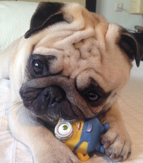 A hét röhögései (576.) 56 minyon