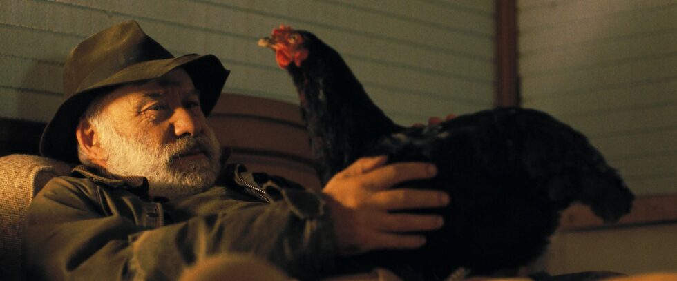 Tyúk - kritika 4 tyuk 4